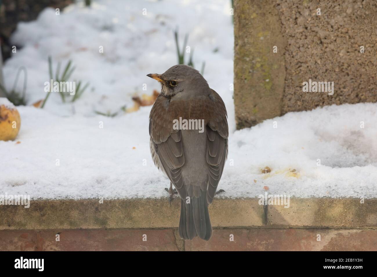 Unique Dunnock Prunella modularis perchée sur un mur dans la neige; également connu sous le nom de hedge Sparrow, Banque D'Images