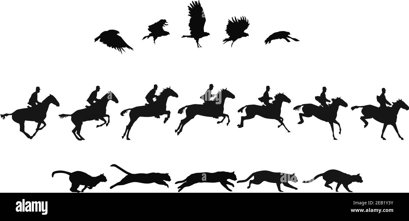 etudes de mouvement d'oiseau, de cheval et de chat dans plusieurs images Banque D'Images