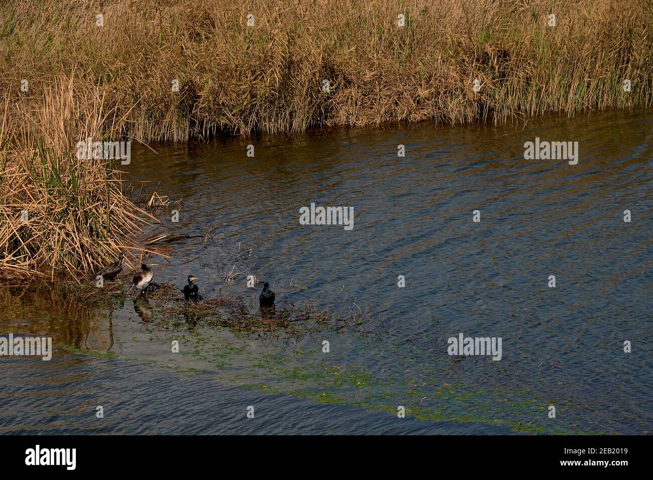 Canards et sauvagine sur un lac entouré de végétation Banque D'Images