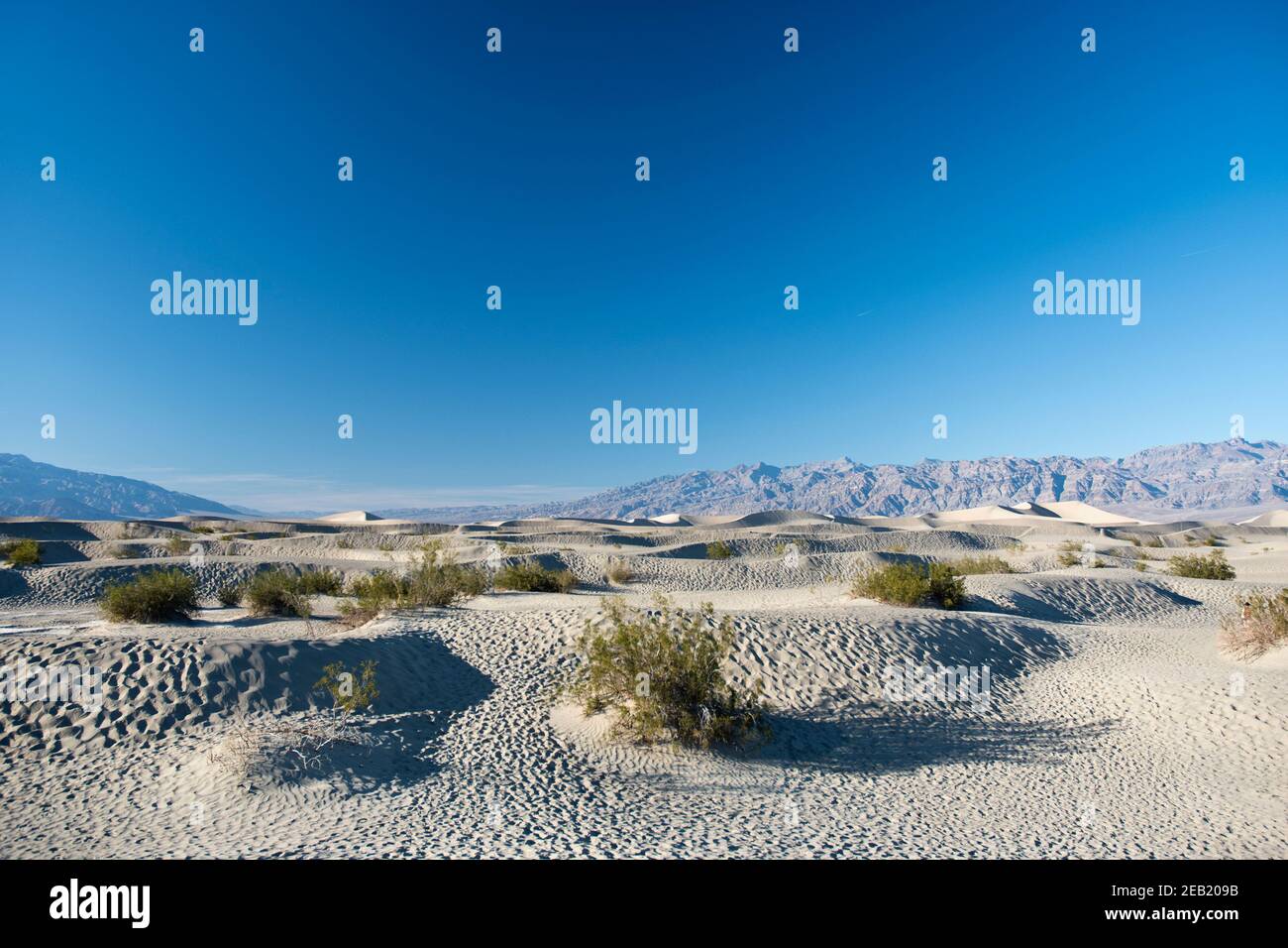 Les dunes de sable de Mesquite Flats, à l'extrémité nord du parc national de la vallée de la mort, en Californie. Banque D'Images