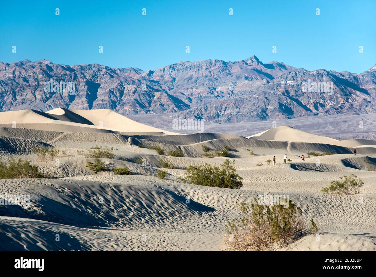 Les dunes de sable de Mesquite Flats, à l'extrémité nord du parc national de la vallée de la mort, en Californie. Banque D'Images
