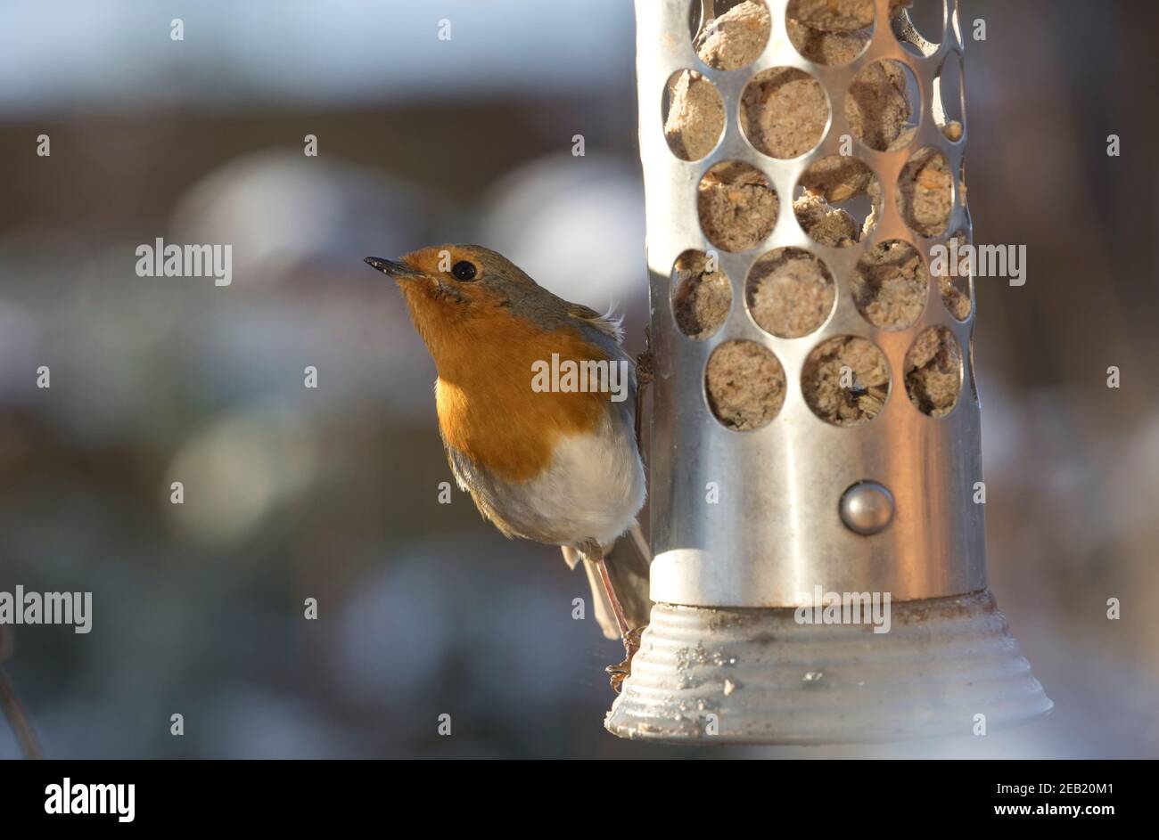 Un Robin erithacus rubecula se nourrissant de boules de graisse en inox Mangeoire à oiseaux en acier, Royaume-Uni Banque D'Images