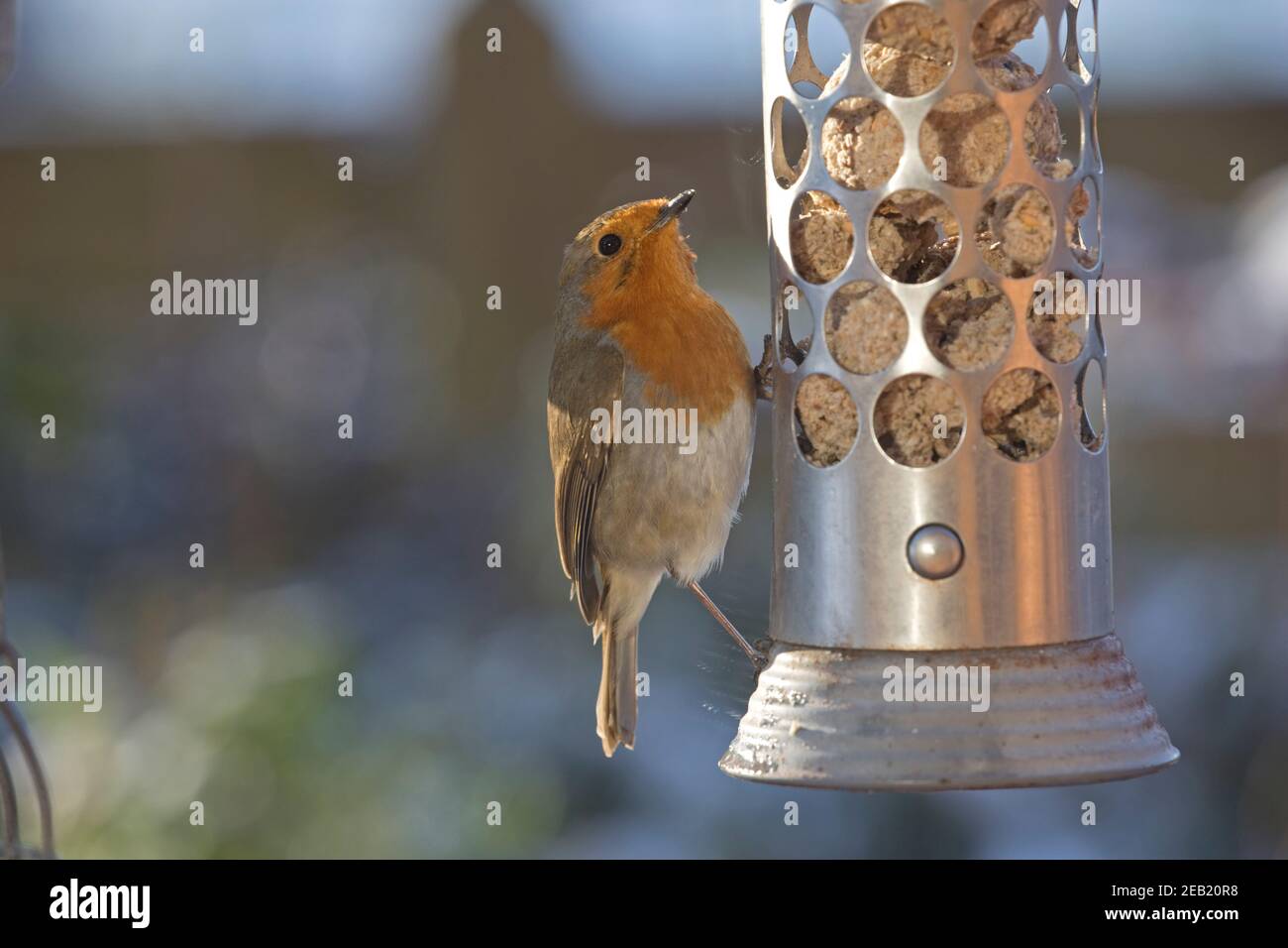 Un Robin erithacus rubecula se nourrissant de boules de graisse en inox Mangeoire à oiseaux en acier, Royaume-Uni Banque D'Images