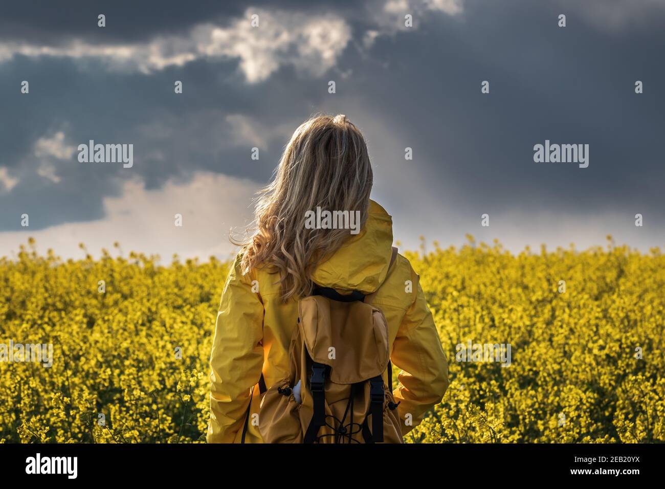 Tempête et pluie arrivent. Femme de randonnée debout dans le champ de colza et regardant le ciel nuageux. Veste étanche jaune de tourisme Banque D'Images