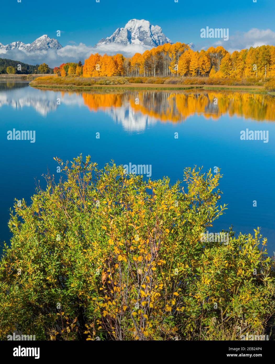 Parc national de Grand Teton, Wyoming : saules sur la rive de la rivière Snake à Oxbow Bend avec le mont Moran enveloppé de nuages bas reflétant le colo d'automne Banque D'Images