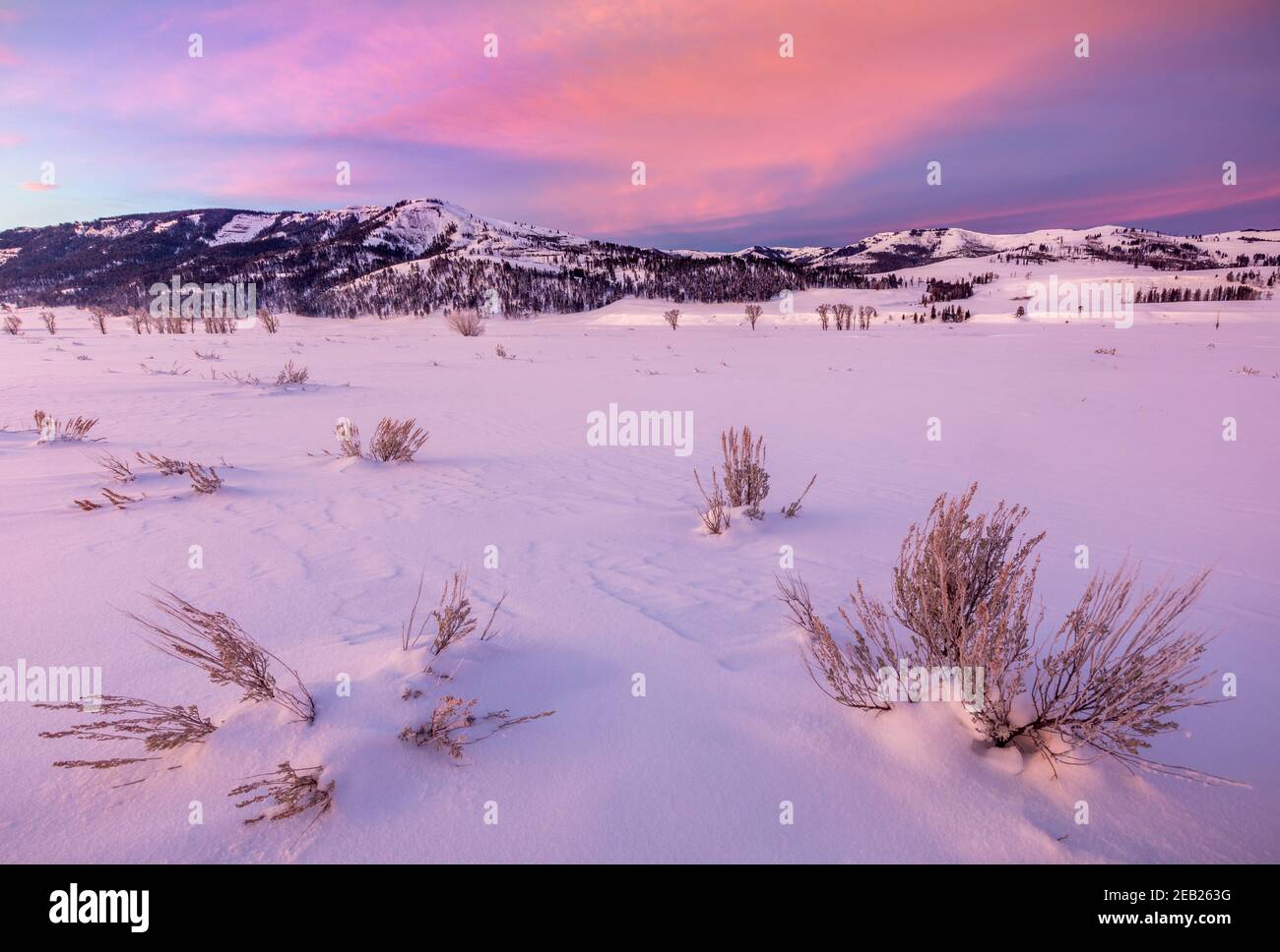 Parc national de Yellowstone, Wyoming : lumière de l'aube dans la vallée de Lamar avec sauge enneigée Banque D'Images