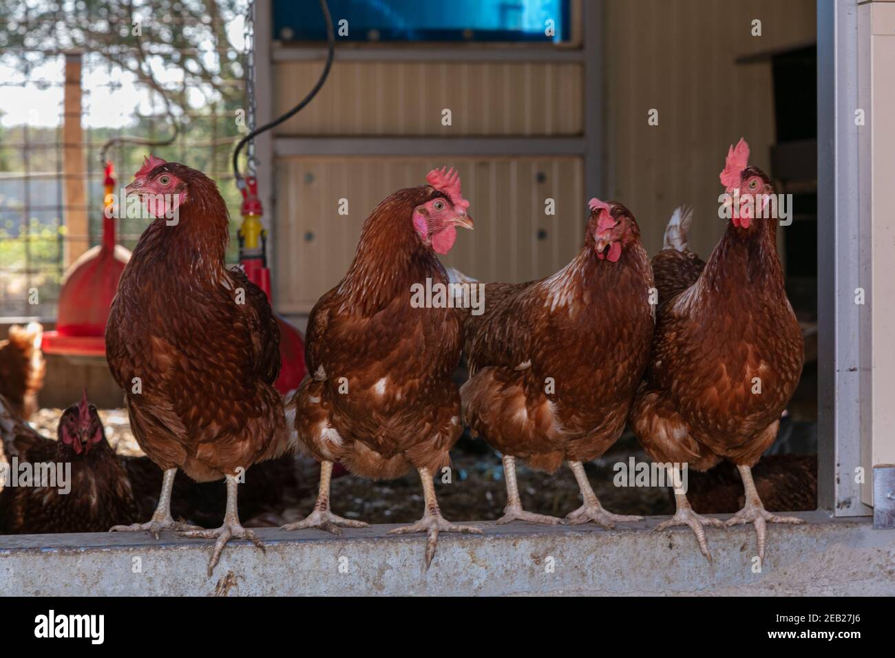 Plusieurs poules pondeuses regardant de leur poulailler Banque D'Images