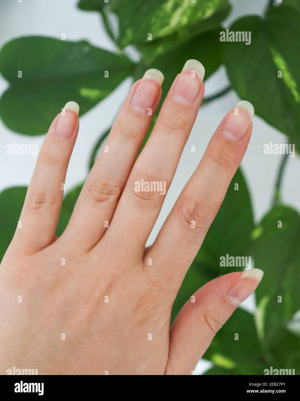 Beaux ongles, mains, longs et naturels Photo Stock - Alamy