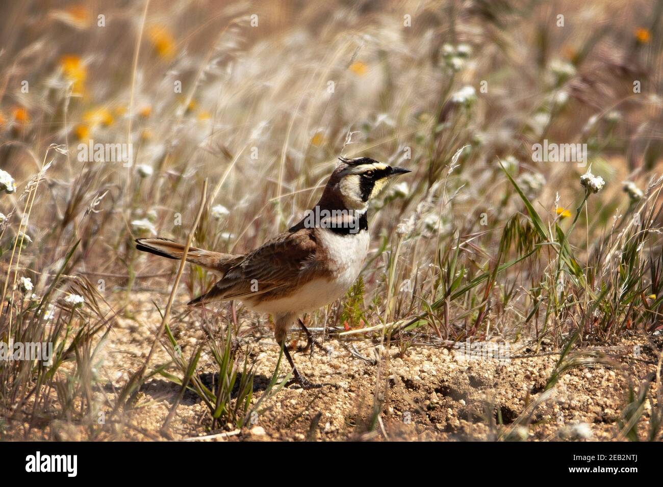 Une alouette cornée ou alouette de rivage (Eremophila alpestris) à Antelope Valley California Poppy Reserve à Lancaster, Californie Banque D'Images