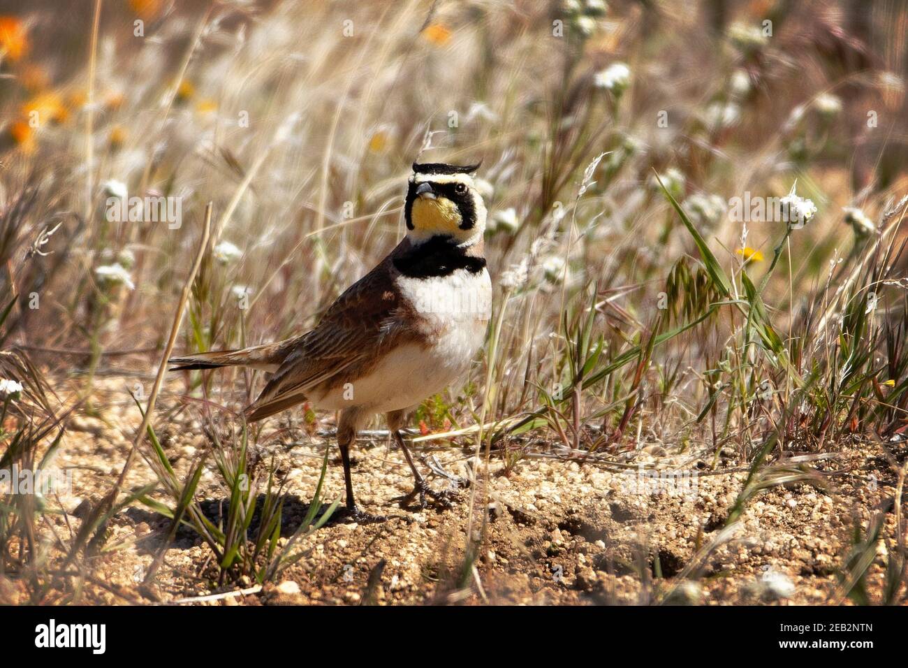 Une alouette cornée ou alouette de rivage (Eremophila alpestris) à Antelope Valley California Poppy Reserve à Lancaster, Californie Banque D'Images