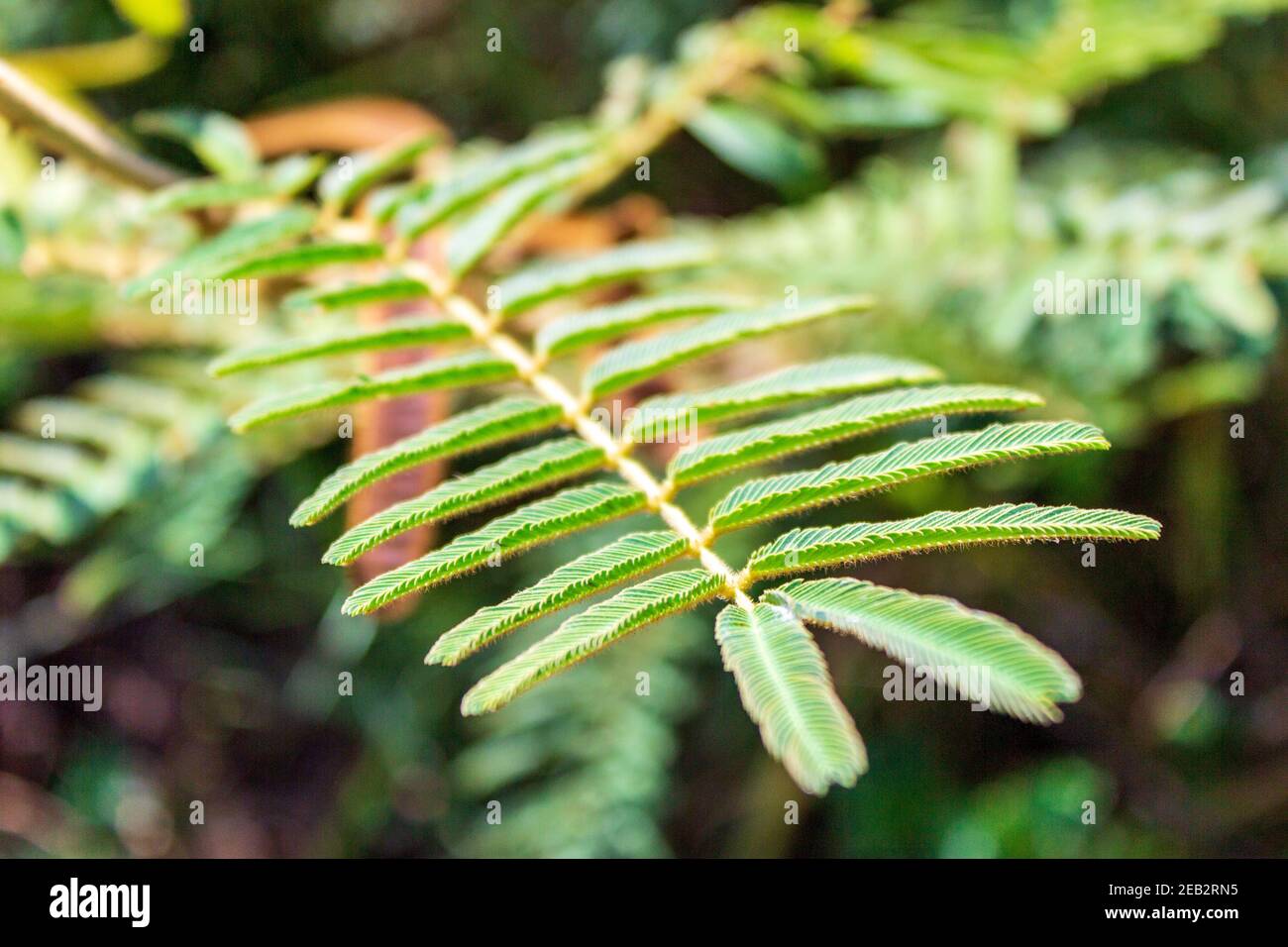 Une touche me ne plante pas avec les feuilles complètement étendues. La plante de honte ou la plante sensible Mimosa pudica a une réaction fascinante lorsqu'elle est touchée. Banque D'Images
