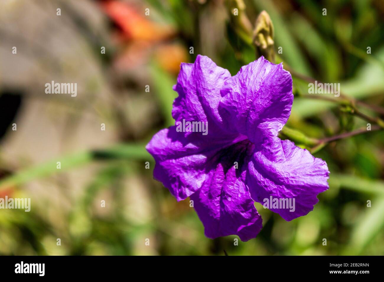 Gros plan d'un pétunia mexicain (Ruellia simplex), la fleur pourpre vibrante se distingue de l'arrière-plan. Banque D'Images
