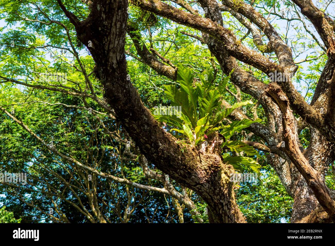 Les épiphytes poussent sur le tronc couvert de mousse d'un arbre dans le parc national Manuel Antonio du Costa Rica. Banque D'Images