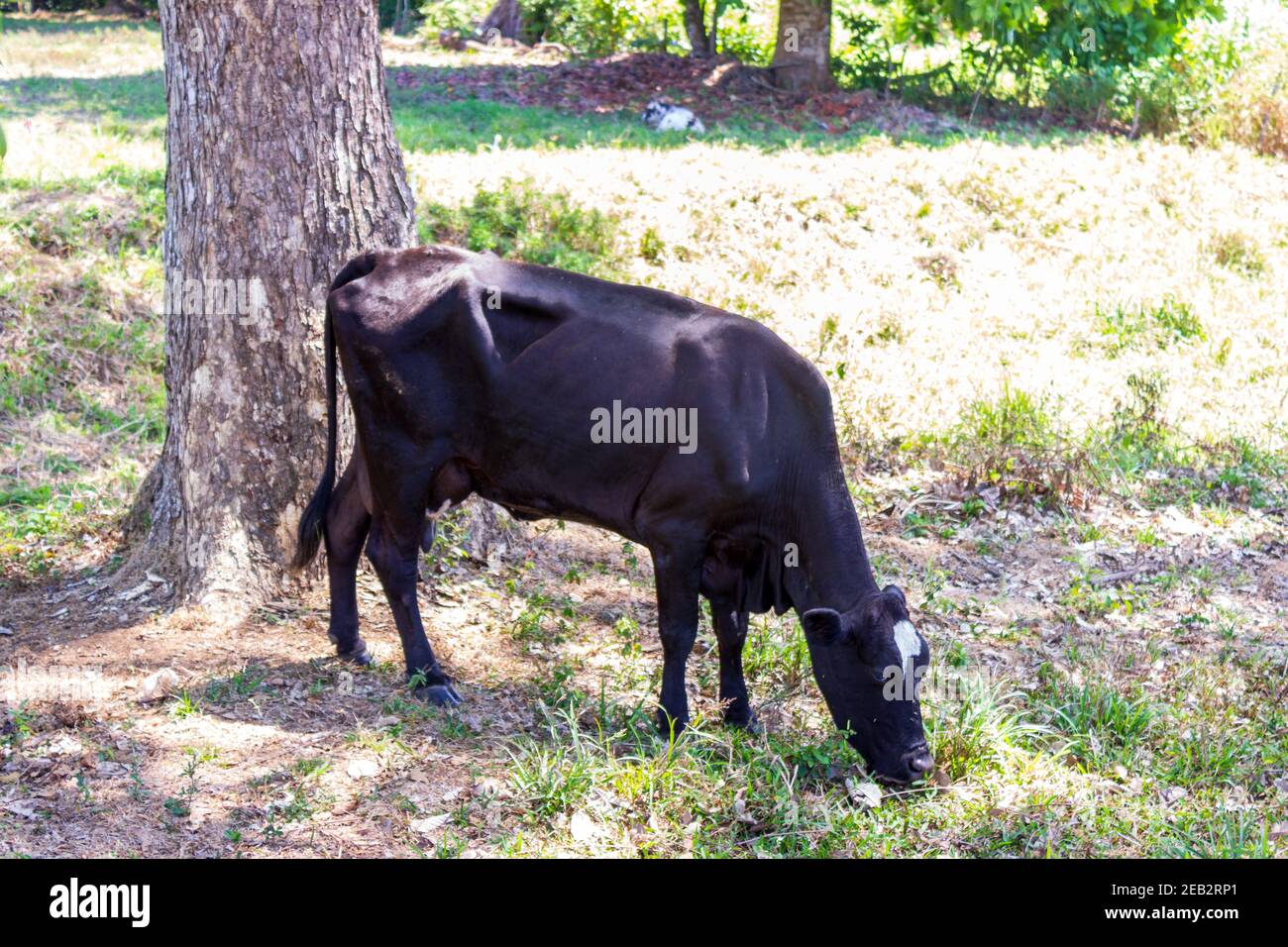 Une vache noire tombe à l'ombre et s'échappe du soleil tropical chaud de Jaco, au Costa Rica. Banque D'Images