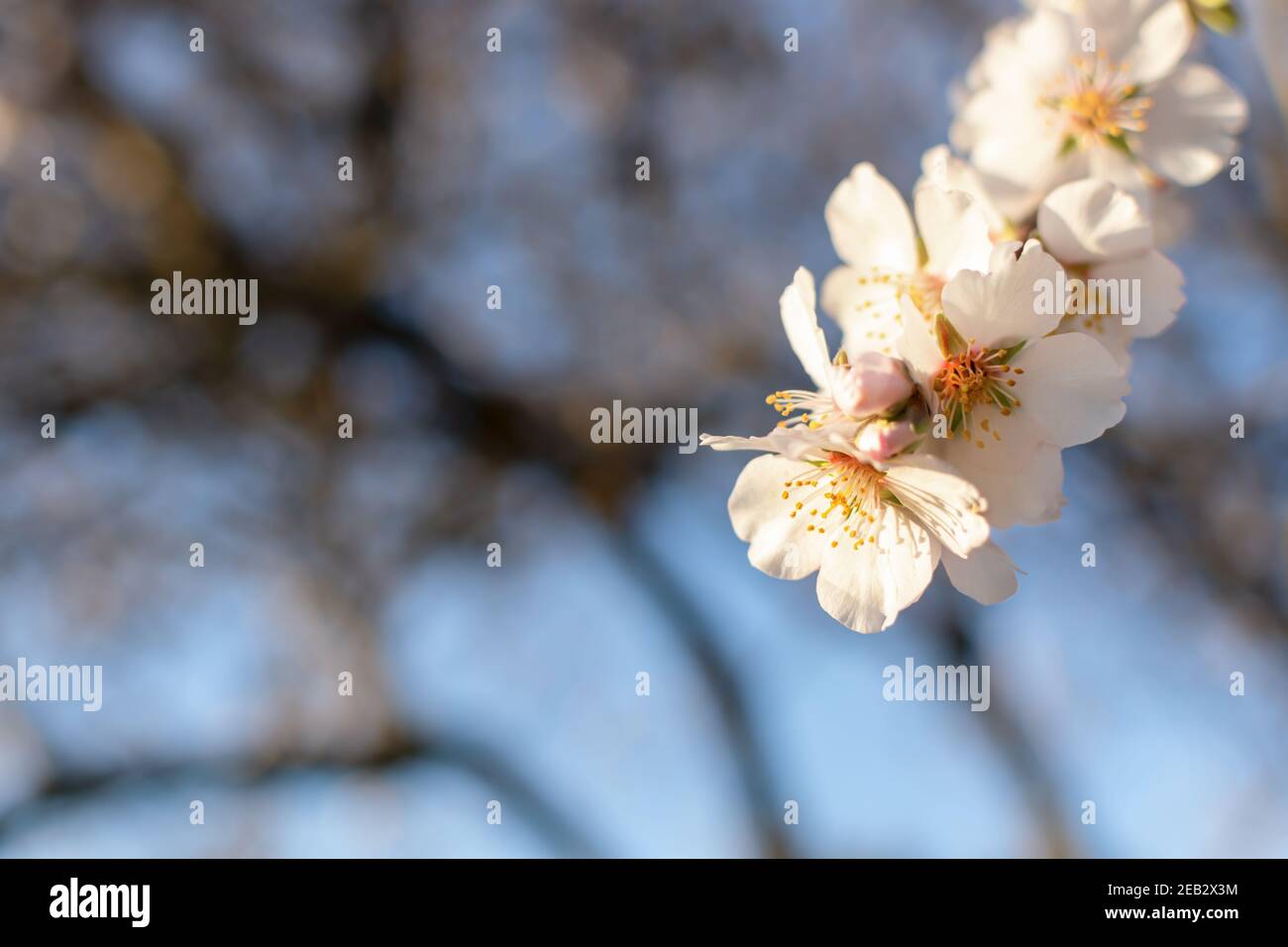 Fond atmosphérique printanier de branches d'amandes à fleurs. Des fleurs blanches délicates ont fleuri dans le jardin. Ciel bleu clair, arrière-plan flou avec Banque D'Images