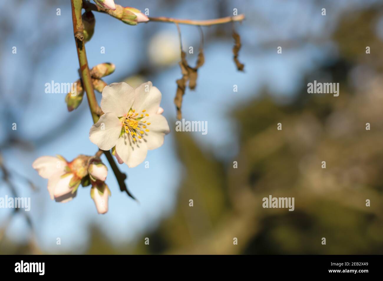 Fond atmosphérique printanier de branches d'amandes à fleurs. Des fleurs blanches délicates ont fleuri dans le jardin. Ciel bleu clair, arrière-plan flou avec Banque D'Images