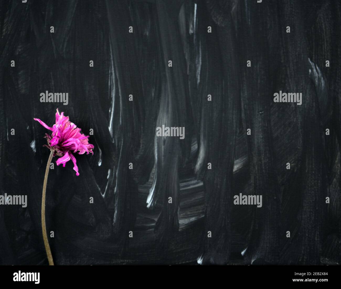 Fleur pourpre rose sèche sur fond de peinture abstrait noir et blanc. Couleur de grunge acrylique peinte sur toile. Fait main, dessiné à la main. Banque D'Images
