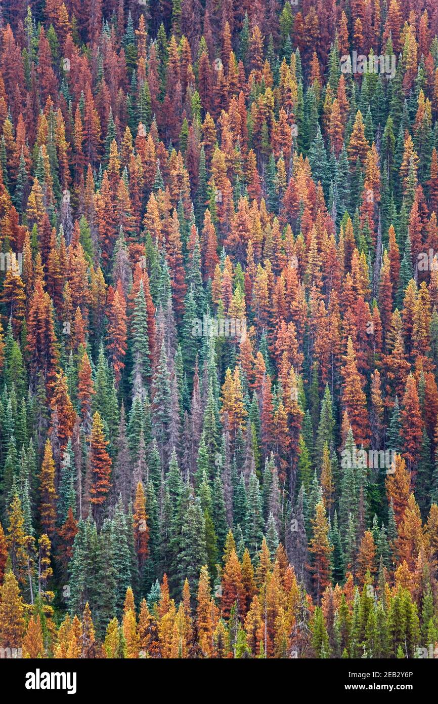 Forêt Evergreen infectée par le dendroctone du pin ponderosa en Colombie-Britannique, Canada Banque D'Images