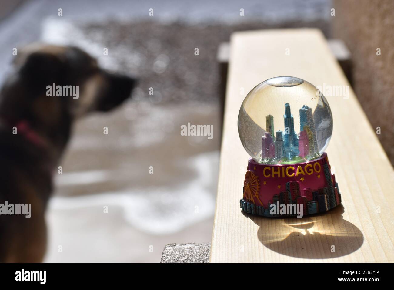 Boule de neige avec beau reflet de soleil avec German Shepard en arrière-plan. Banque D'Images