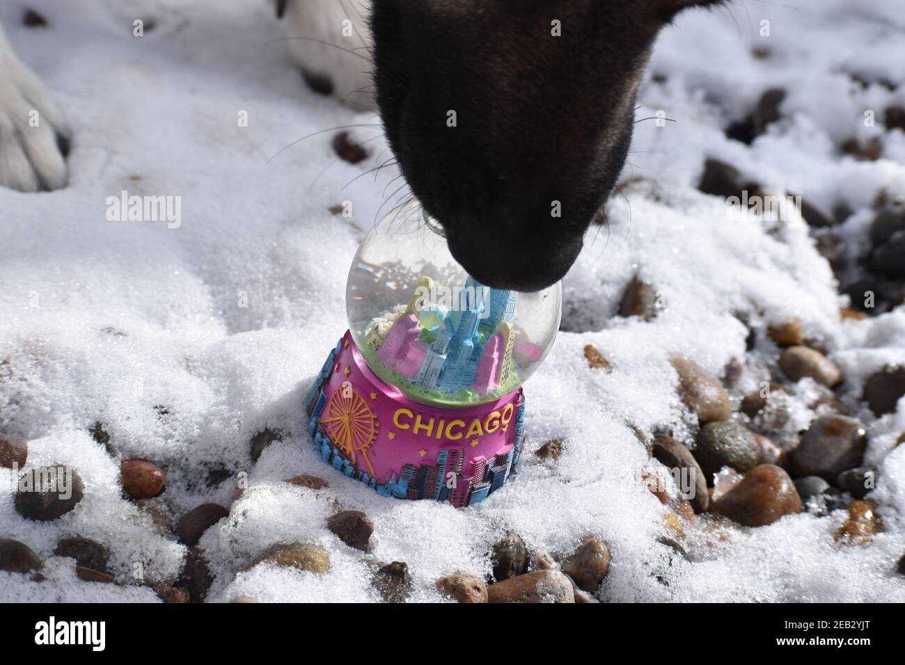 Chien allemand de Shepard avec nez sur boule de neige dans la neige Banque D'Images