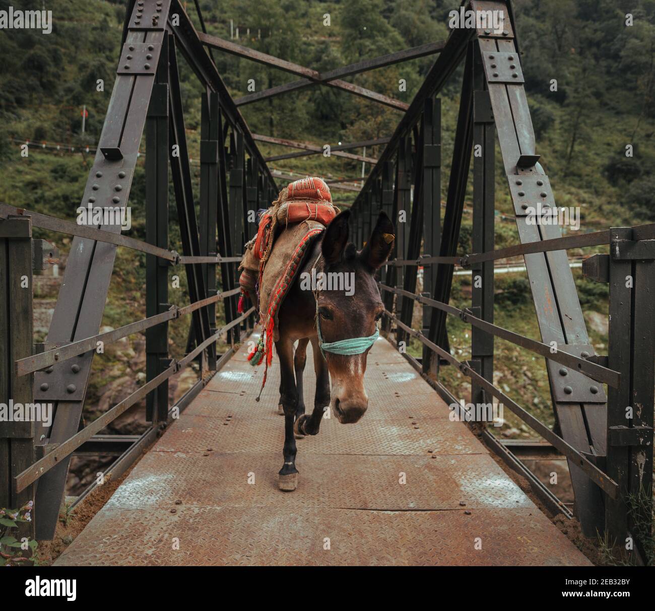 Cheval mule transportant des bagages sur un pont en fer Banque D'Images