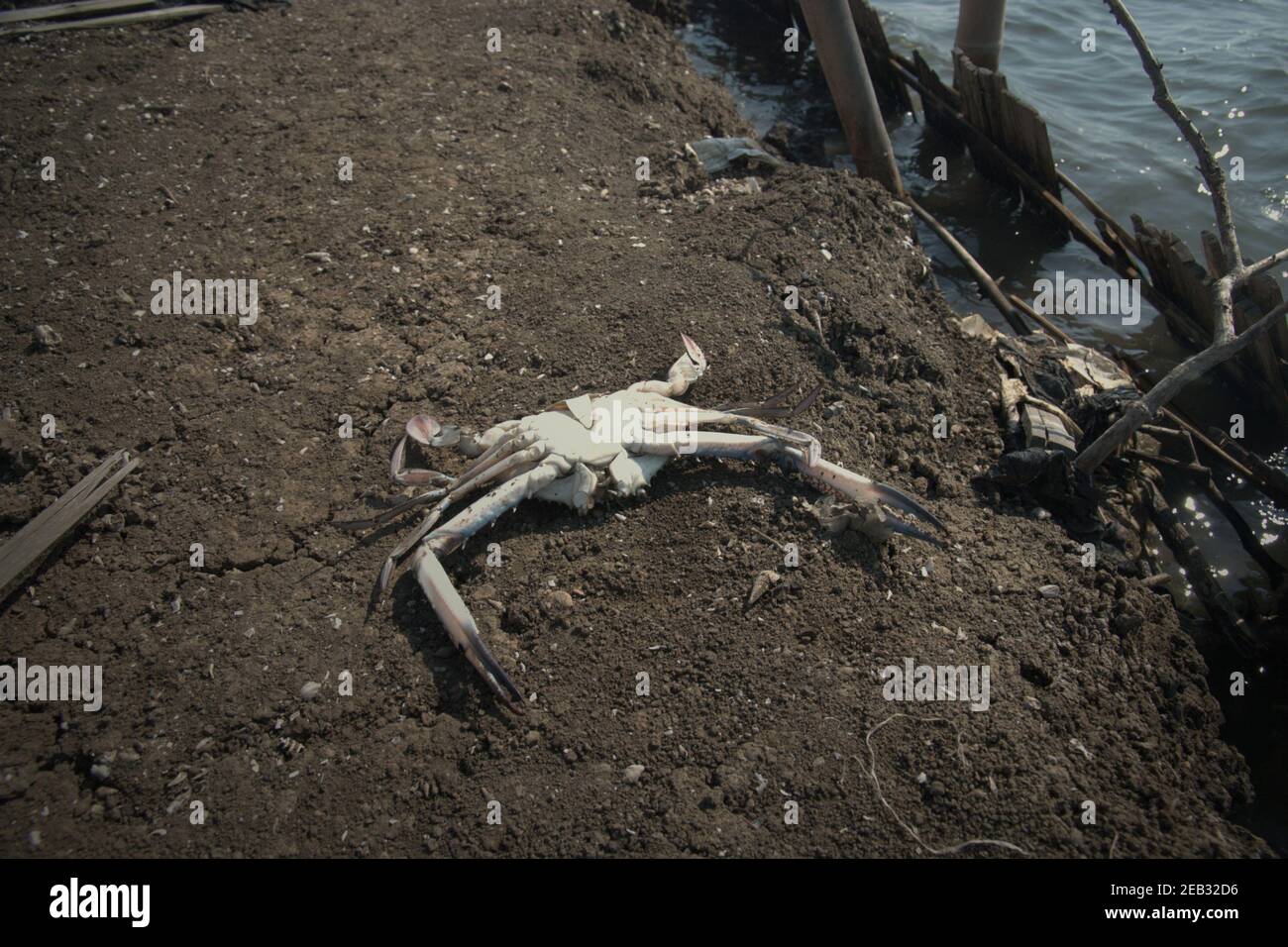 Un crabe mort sur le remblai de zones de pêche en eau saumâtre situé entre la forêt de mangrove de Kapuk Angke et le village de Kamal Muara dans la zone côtière de Jakarta, en Indonésie. Banque D'Images