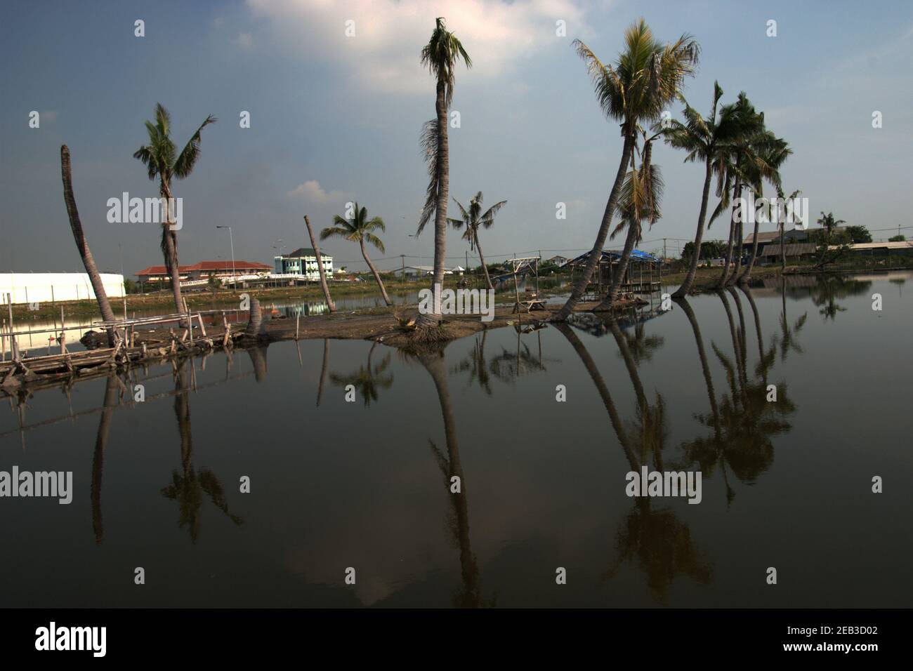 Des cocotiers sur une zone côtière inondée près du village de Kamal Muara, avec le mur blanc du stade de football de Kamal Muara est vu en partie (à gauche) en arrière-plan. Banque D'Images
