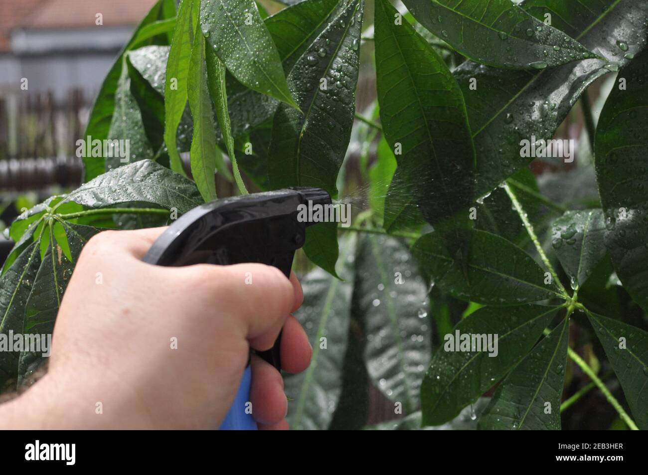 Vaporisez de l'eau sur les plantes du balcon Banque D'Images