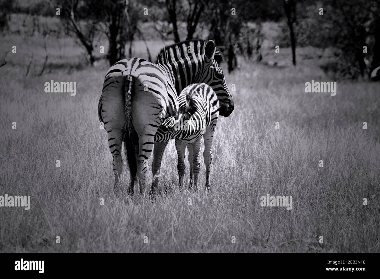 Photo De La Mere Et Du Bebe Zebre Photo Stock Alamy