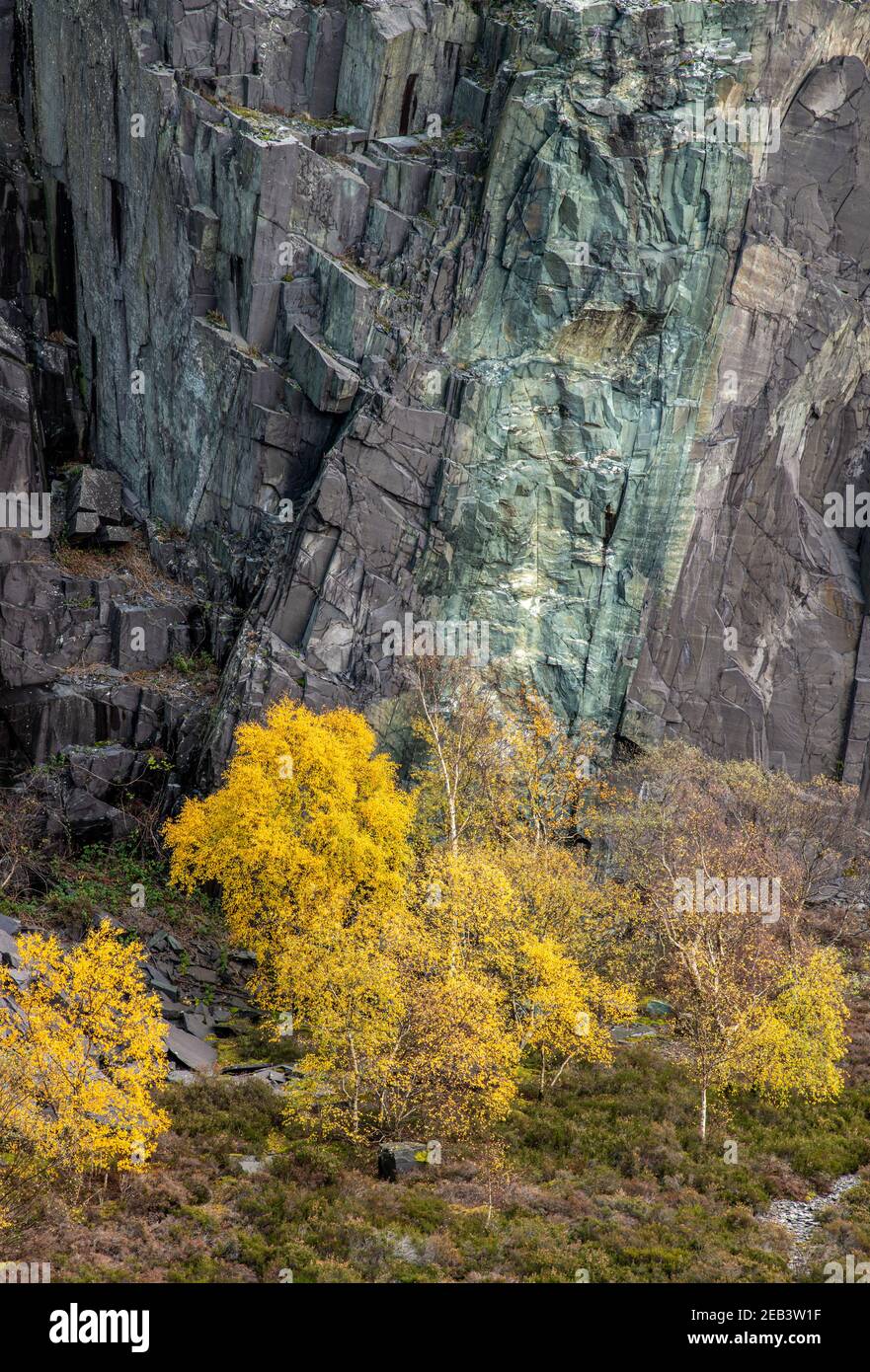 Rockface dans une ardoise abandonnée qwuarry avec des arbres d'automne Banque D'Images