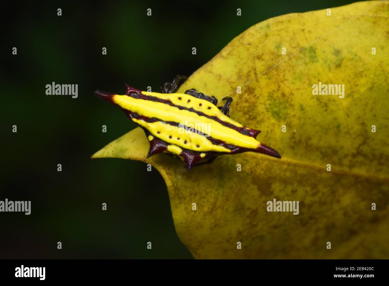 Araignée tisserand épineuse jaune Banque D'Images