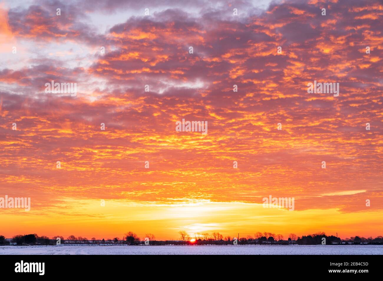 Lever de soleil apparaissant à travers hedgerow lointain et des arbres à l'horizon tout en bas du cadre. Le ciel est un rouge dramatique avec une couche de nuages ondulés lui donnant un ciel sur le feu. Banque D'Images