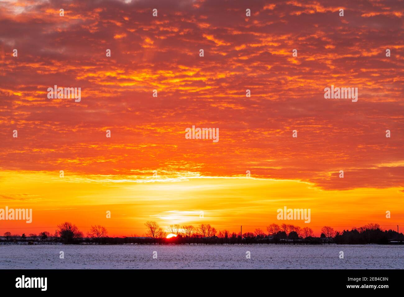 Lever de soleil apparaît à travers un hedgerow lointain et des arbres à l'horizon avec un champ couvert de neige gelé au premier plan. Le ciel est un rouge dramatique avec des nuages lui donnant un ciel ondulé sur le feu look. Banque D'Images