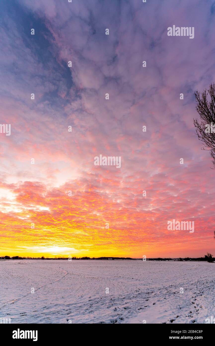 Le ciel de l'aube au-dessus d'un hedgerow lointain et des arbres à l'horizon avec un champ couvert de neige gelé au premier plan. Le ciel est un jaune dramatique avec une couche de nuages rouges sous-éclairés, ce qui lui donne un ciel ondulé sur le feu look. Banque D'Images