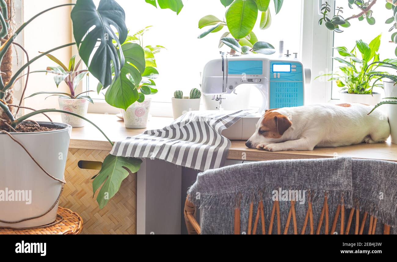Le chien dort sur la fenêtre entourée de plantes de maison. Lieu de travail pour la couture. Banque D'Images