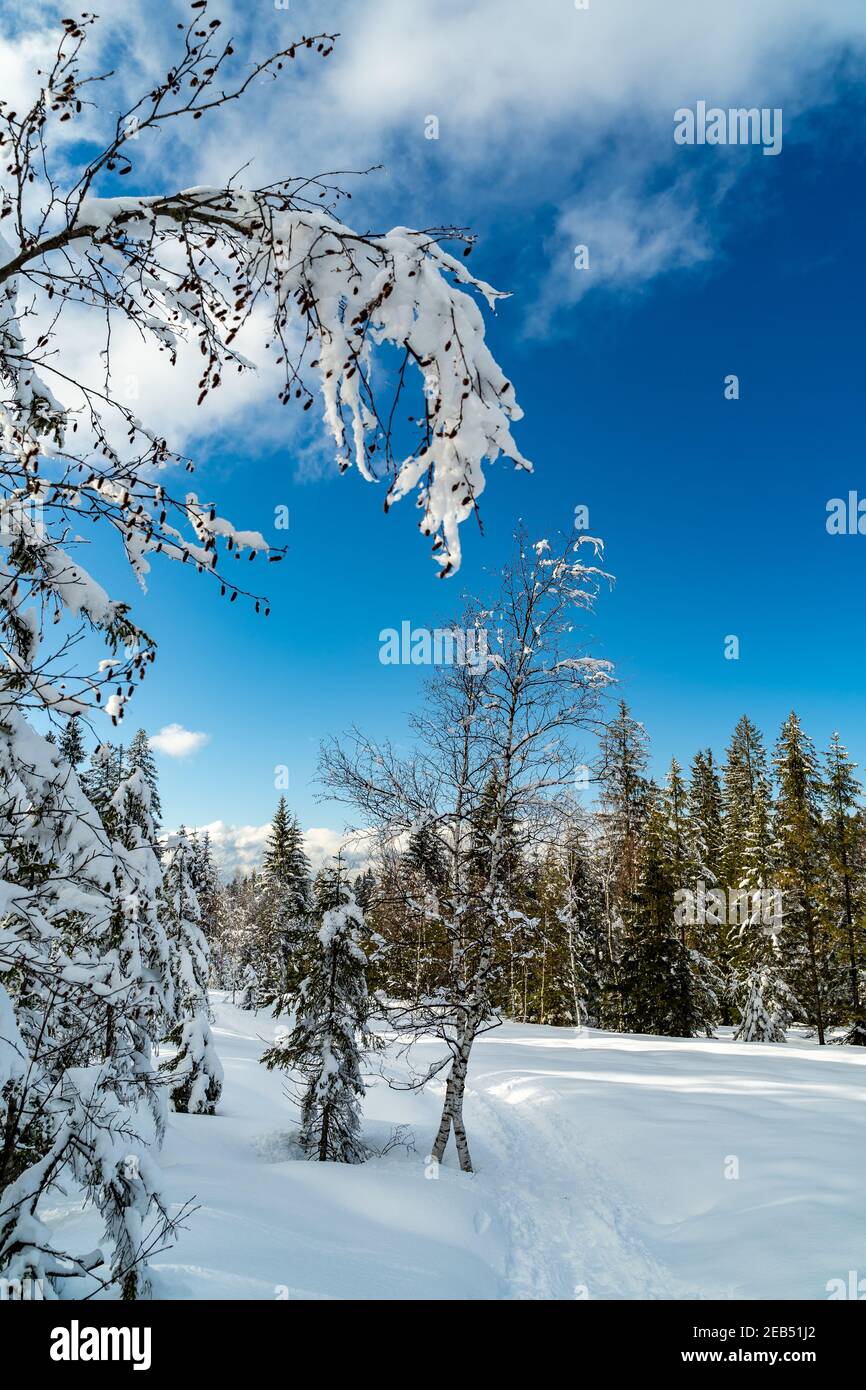 Au milieu des merveilles hivernales, avec des sapins enneigés. Une journée ensoleillée dans la forêt de Bregenz. Des rayons de soleil éclairent les branches enneigées. Bödele Banque D'Images