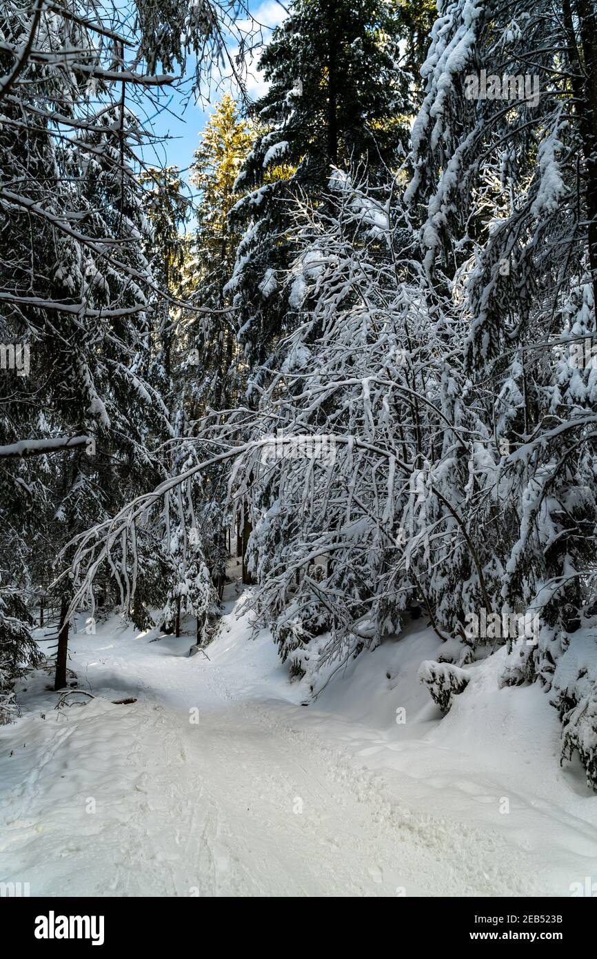 Au milieu des merveilles hivernales, avec des sapins enneigés. Une journée ensoleillée dans la forêt de Bregenz. Des rayons de soleil éclairent les branches enneigées. Bödele Banque D'Images