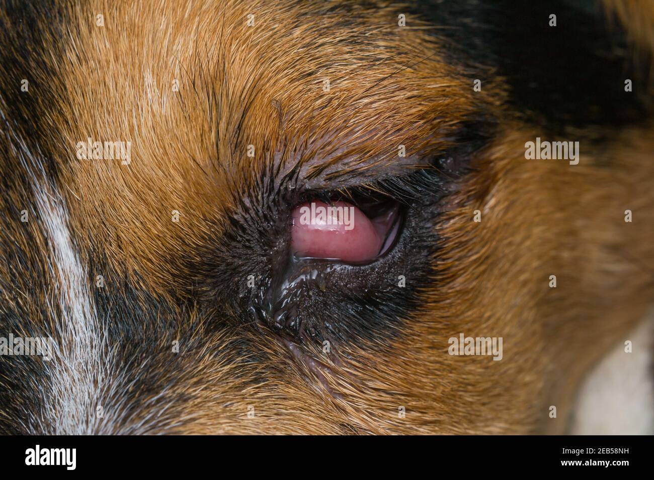 beagle puppy se mélanger à l'œil de cerisier avant la chirurgie Banque D'Images