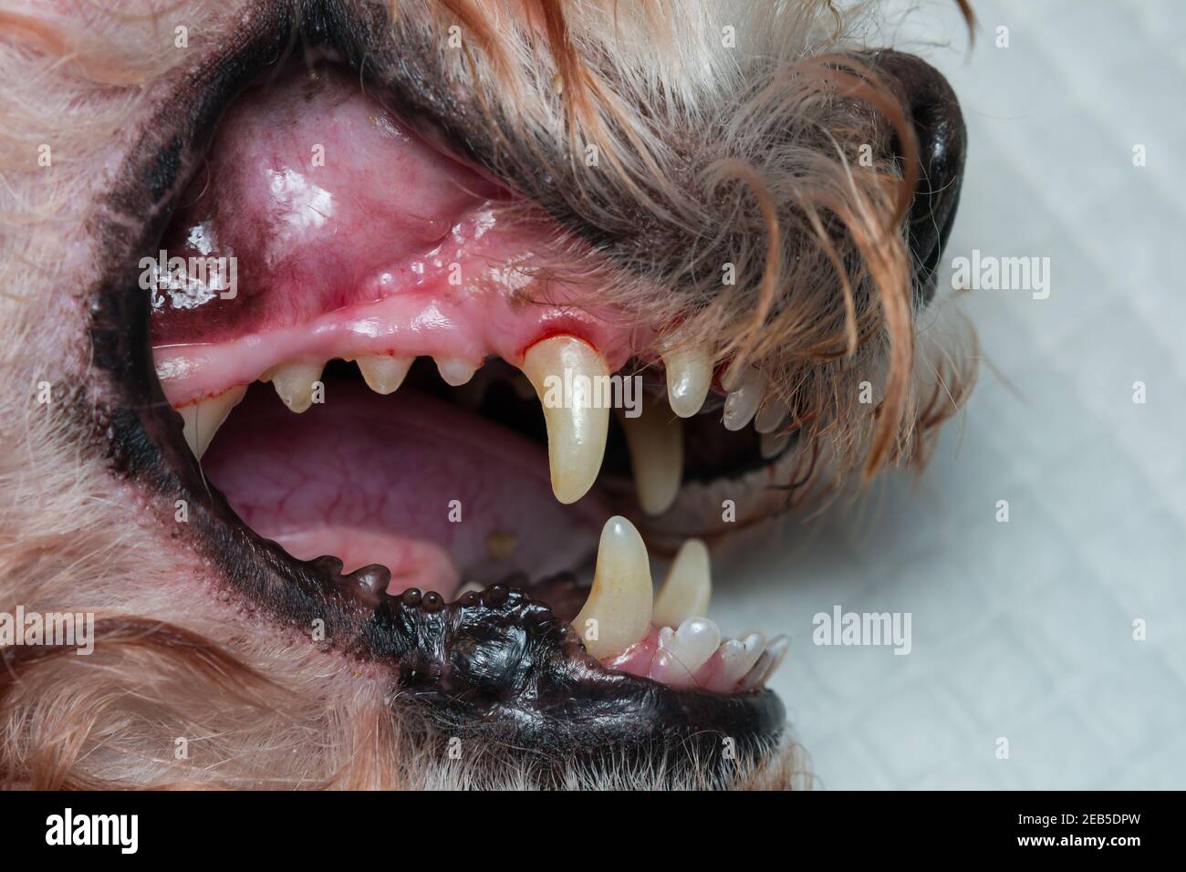 dents de chien après la mise à l'échelle dentaire Banque D'Images