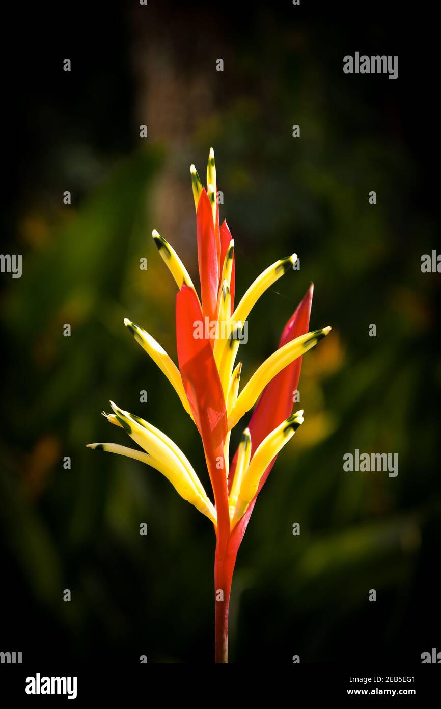 Macro image de profil latéral d'un oiseau tropical rouge, jaune et orange de parades fleurit sur un fond de feuillage foncé. Banque D'Images