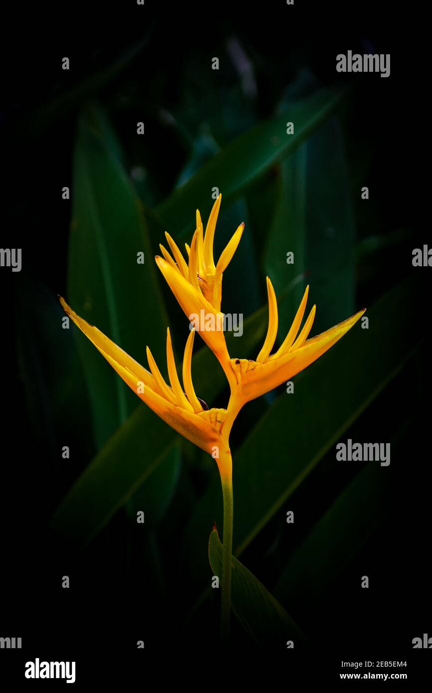 Macro image de profil latéral d'un oiseau tropical rouge, jaune et orange de parades fleurit sur un fond de feuillage foncé. Banque D'Images