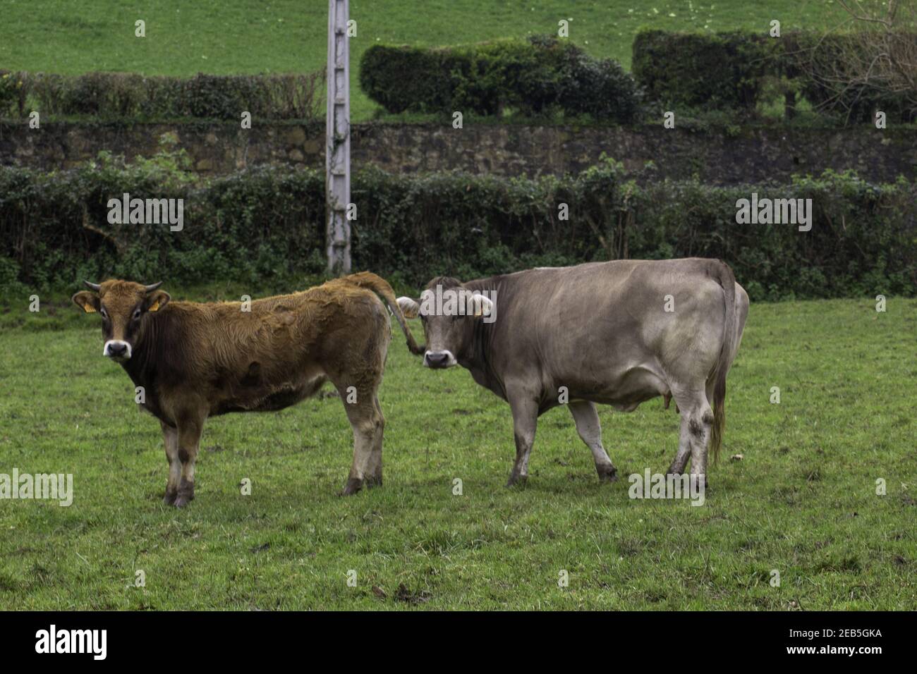 Paire de vaches paître sur un pré vert Banque D'Images