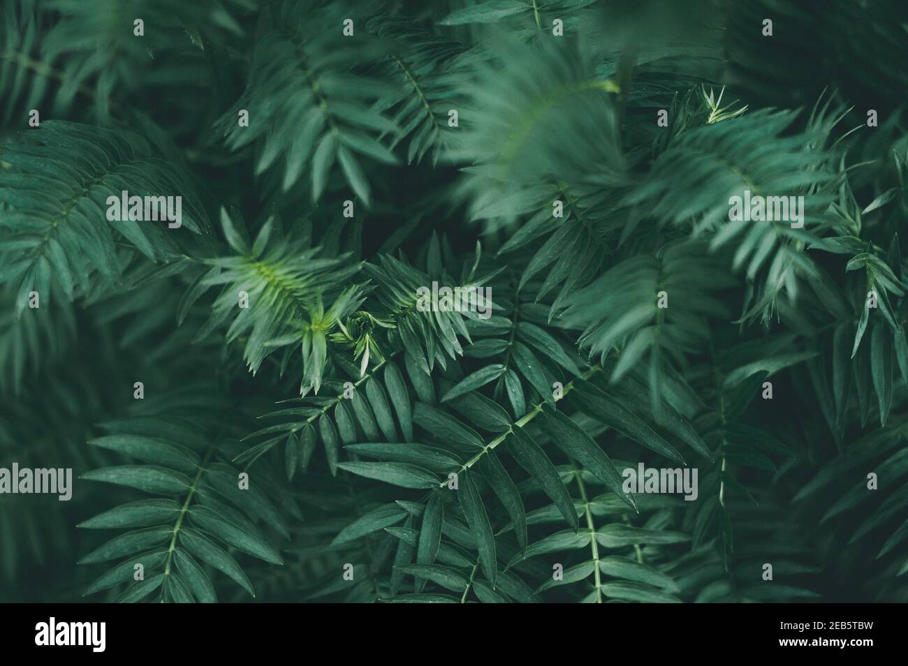 Feuilles tropicales vert foncé, feuille à motif abstrait, arrière-plan de la nature Banque D'Images