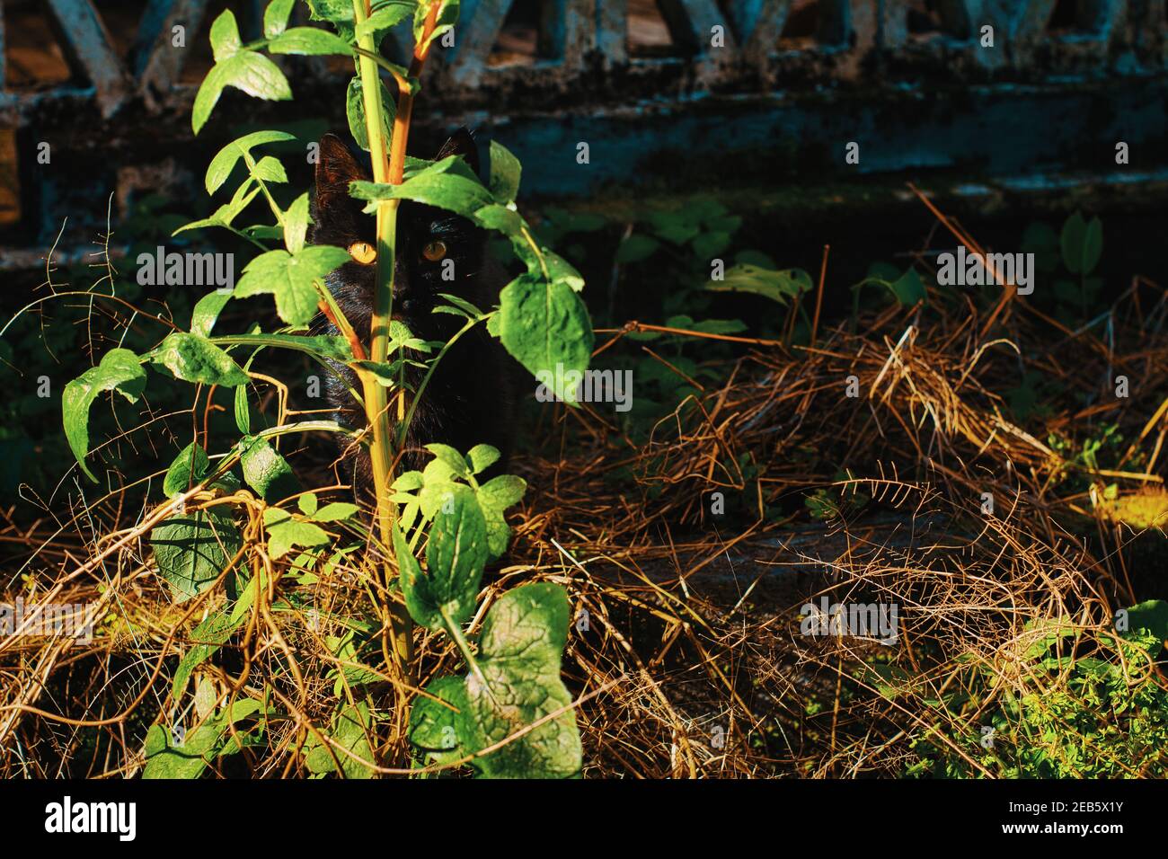 Chat noir avec des yeux geeen se cachant derrière une plante dedans le jardin par une journée ensoleillée Banque D'Images