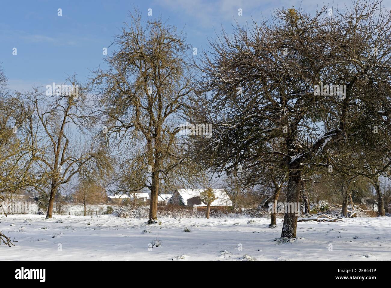 Poirier poiré verger dans la neige (Mayenne du Nord, pays de la Loire, France). Banque D'Images