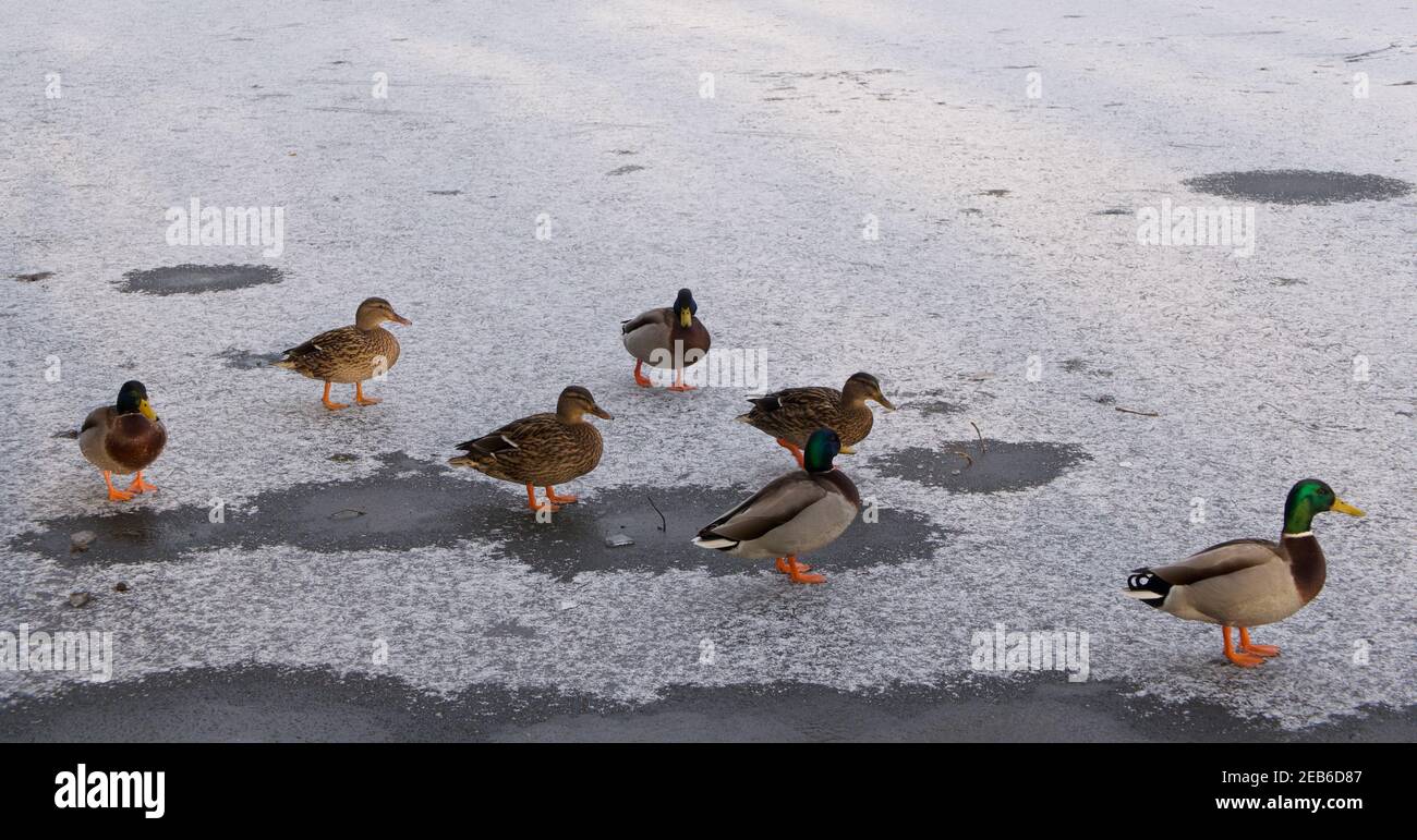 Groupe de canards aux pattes orange et nourrissez-vous debout bassin glacé recouvert de neige Banque D'Images