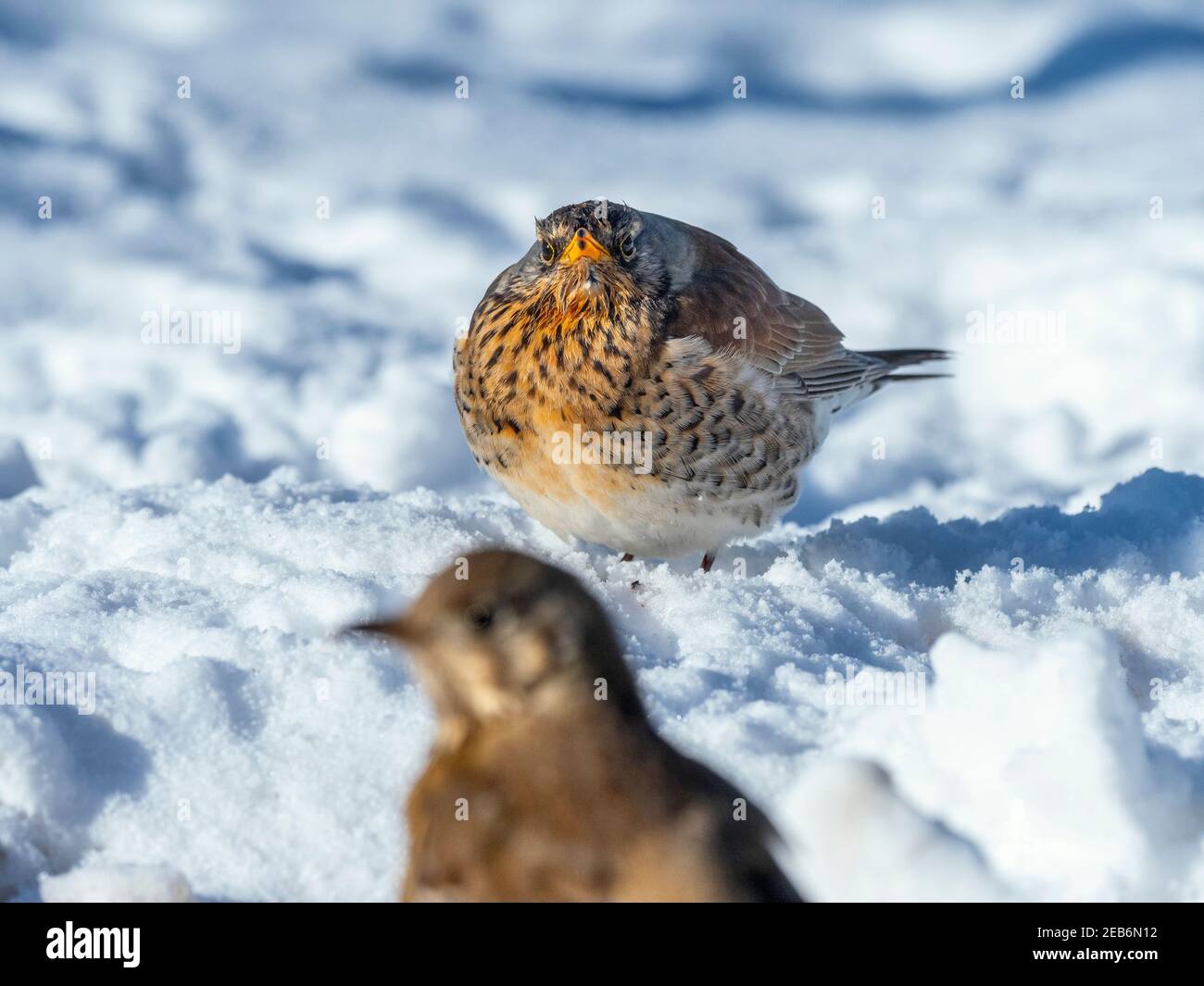 Fieldfare Turdus pilaris et Mhistle Grush Turdus visciphorus ayant un Confrontation Norfolk dans la neige hiver Banque D'Images