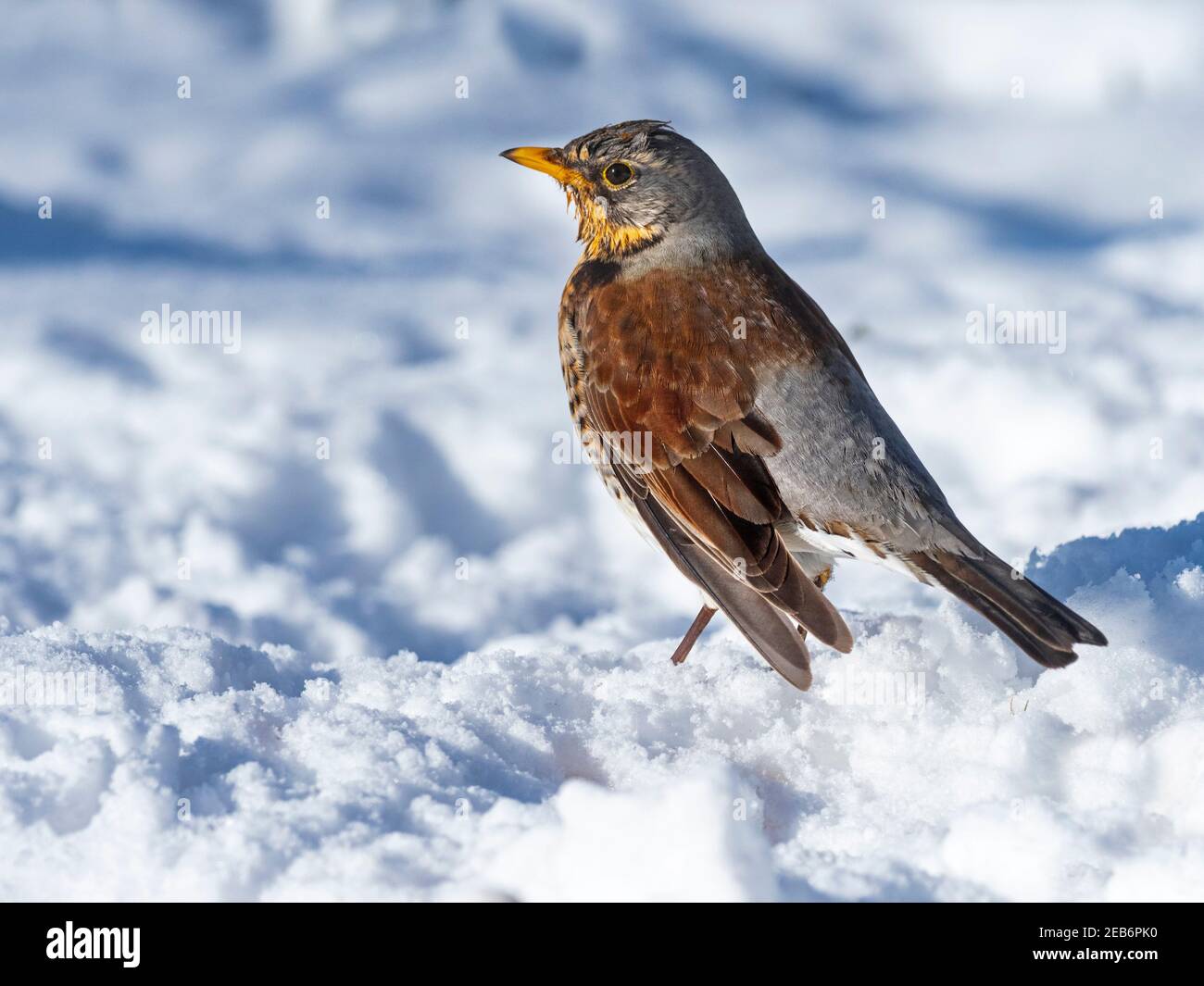 Fieldfare Turdus pilaris Norfolk dans la neige en hiver Banque D'Images