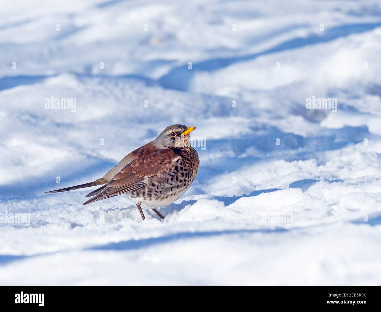 Fieldfare Turdus pilaris Norfolk dans la neige en hiver Banque D'Images