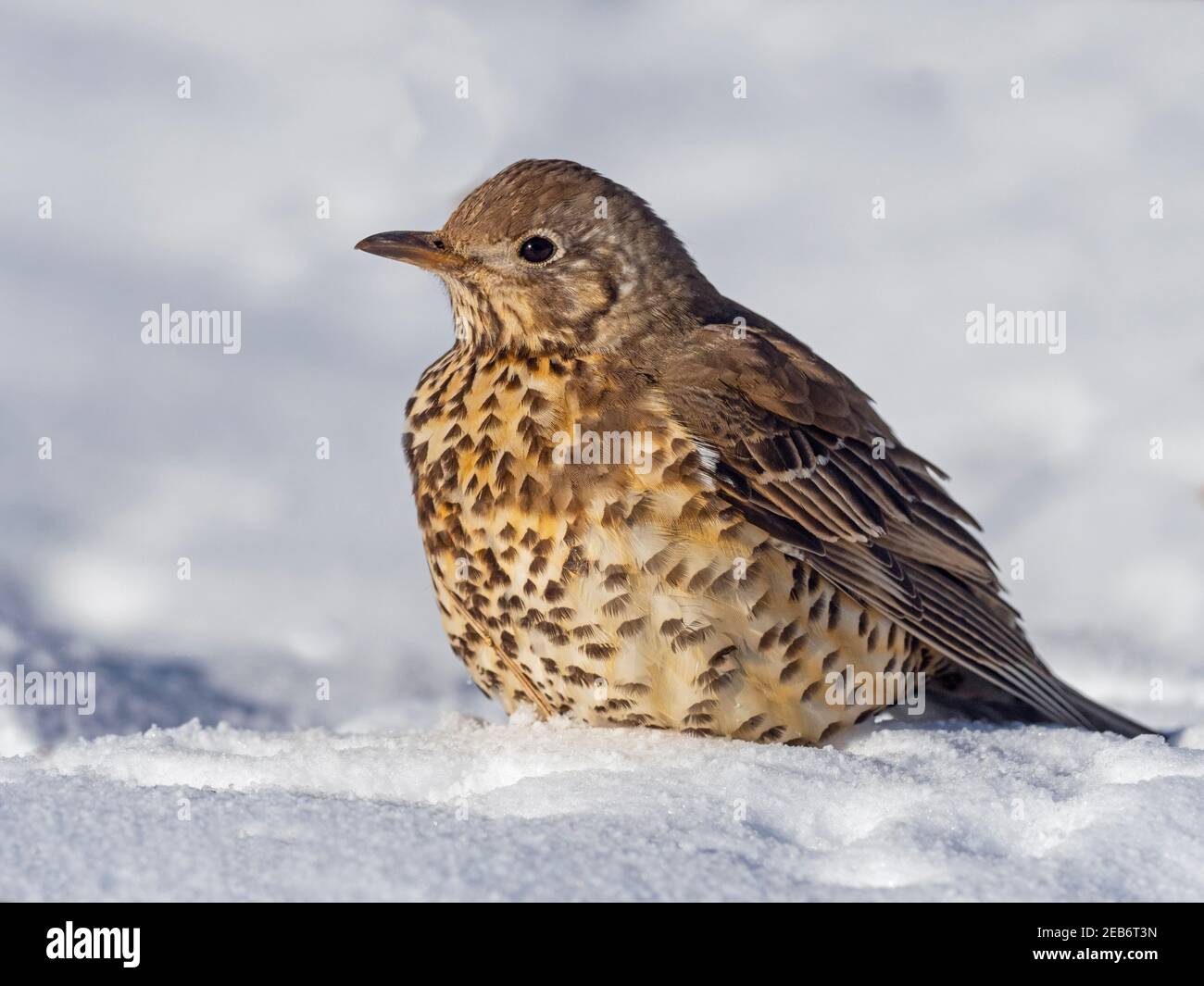 Mhistle Grush Turdus viscivorus se nourrissant au sol dans la neige Hiver février Norfolk Banque D'Images